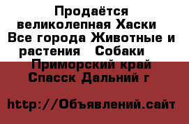 Продаётся великолепная Хаски - Все города Животные и растения » Собаки   . Приморский край,Спасск-Дальний г.